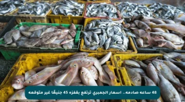 48 ساعة صادمة.. أسعار الجمبري ترتفع بقفزة 45 جنيهًا غير متوقعة